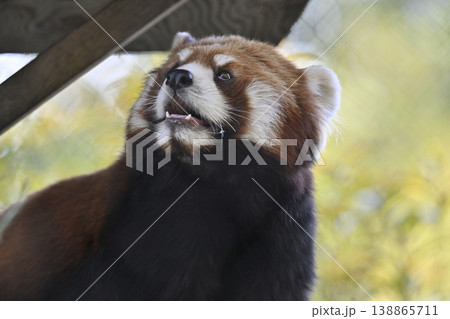 可愛いレッサーパンダ(シセンレッサーパンダ) 可愛いレッサーパンダ(シセンレッサーパンダ) 138865711