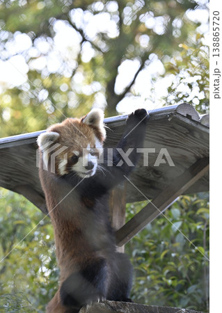 可愛いレッサーパンダ(シセンレッサーパンダ) 可愛いレッサーパンダ(シセンレッサーパンダ) 138865720