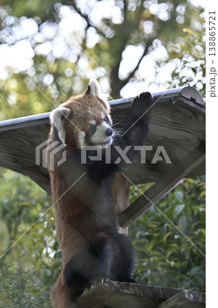 可愛いレッサーパンダ（シセンレッサーパンダ） 138865721