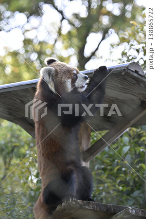 可愛いレッサーパンダ（シセンレッサーパンダ） 138865722