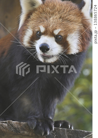 可愛いレッサーパンダ(シセンレッサーパンダ) 可愛いレッサーパンダ(シセンレッサーパンダ) 138865724