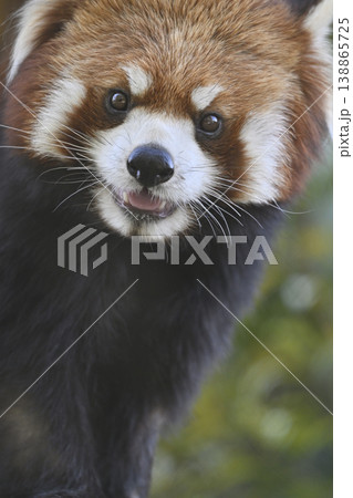 可愛いレッサーパンダ(シセンレッサーパンダ) 可愛いレッサーパンダ(シセンレッサーパンダ) 138865725