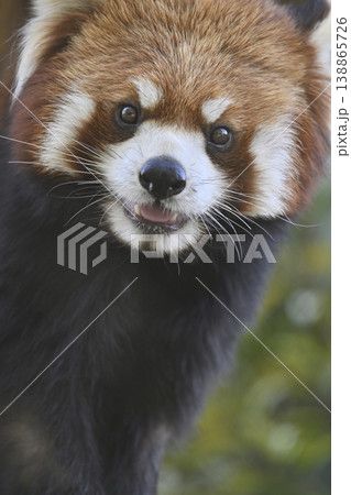 可愛いレッサーパンダ(シセンレッサーパンダ) 可愛いレッサーパンダ(シセンレッサーパンダ) 138865726