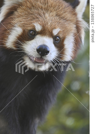 可愛いレッサーパンダ（シセンレッサーパンダ） 138865727