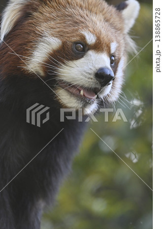 可愛いレッサーパンダ（シセンレッサーパンダ） 138865728