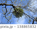 青空に映えるヤドリギ 138865832