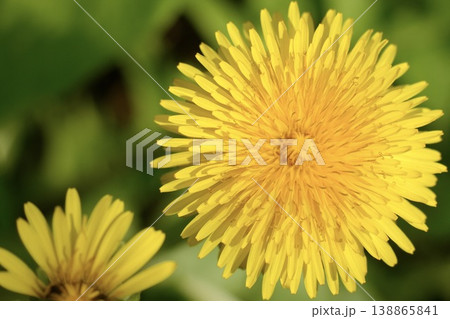 黄色いタンポポの花 上から 黄色いタンポポの花 上から 138865841