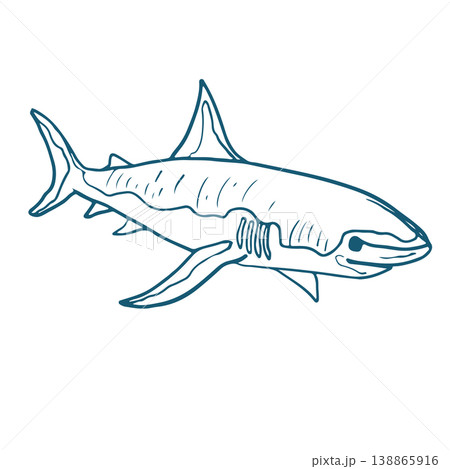 Hand drawn vector illustration of a shark. 138865916