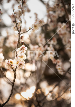 逆光を浴びて幻想的に光る梅の花びらと枝振りの自然風景 138865924