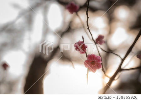 逆光を浴びてドラマチックに輝くピンク色の梅の花と春の夕景素材 138865926