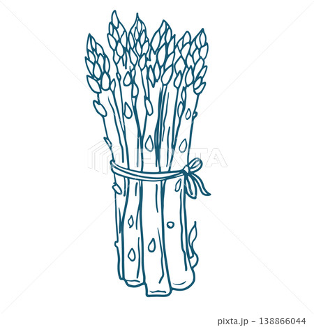 Handdrawn vector sketch Illustration of asparagus bunch. 138866044
