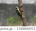 クマゼミが鳴く 138866053