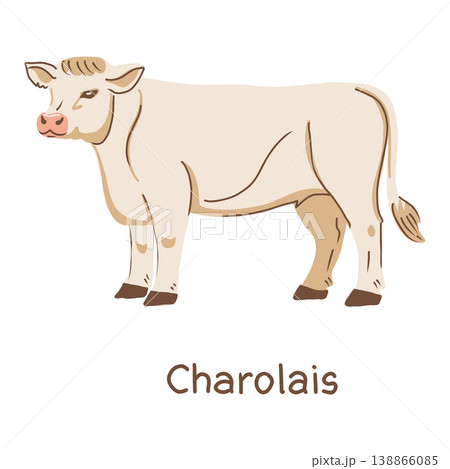 White cow Charolais breed. Hand drawn vector illustration. White cow Charolais breed. Hand drawn vector illustration. 138866085
