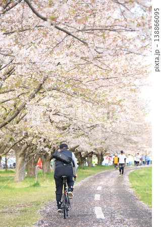 春の桜満開の公園で自転車に乗る男性 稲城北緑地公園 春の桜満開の公園で自転車に乗る男性 稲城北緑地公園 138866095
