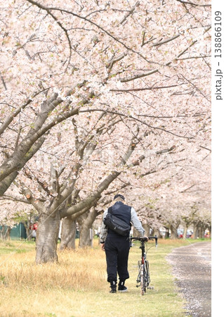 春の桜満開の公園で自転車に乗る男性 稲城北緑地公園 春の桜満開の公園で自転車に乗る男性 稲城北緑地公園 138866109