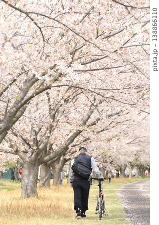 春の桜満開の公園で自転車に乗る男性 稲城北緑地公園 春の桜満開の公園で自転車に乗る男性 稲城北緑地公園 138866110