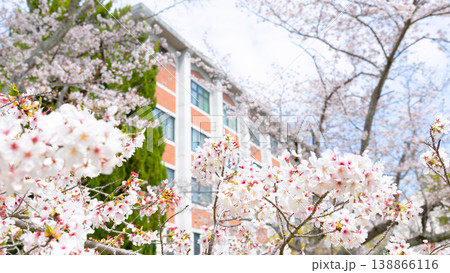 桜咲く季節、赤レンガの建物を背景に 桜咲く季節、赤レンガの建物を背景に 138866116