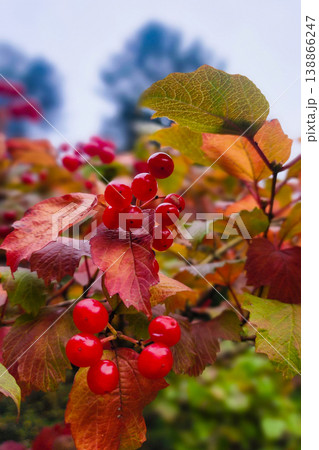 Guelder-rose red berries growing on autumn foliage Guelder-rose red berries growing on autumn foliage 138866247