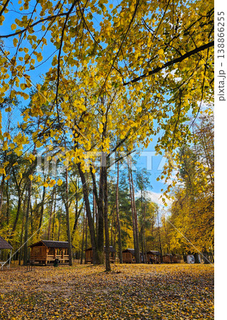 Autumn leaves covering forest ground near cabins 138866255