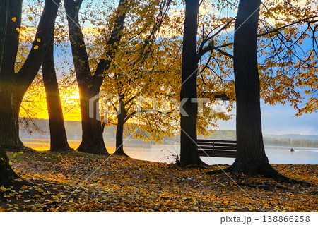 Autumn golden hour light shining through trees by lake with swin Autumn golden hour light shining through trees by lake with swin 138866258
