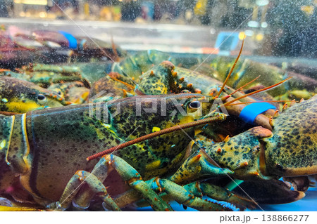 Live lobsters in market tank for sale 138866277