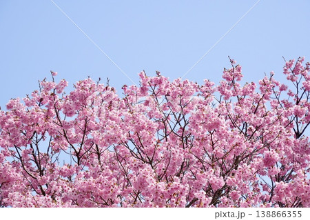 青空に映える満開の桜 河津桜 青空に映える満開の桜 河津桜 138866355