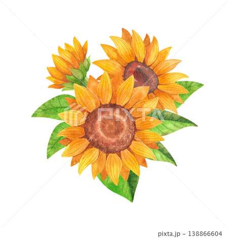 Colorful sunflowers with green leaves, isolated watercolor bouquet. Hand drawn illustration of bright yellow flowers in a rustic style for posters, layouts, cards, and farmer's market design. 138866604