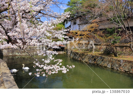 【岡山県】桜咲く春の倉敷美観地区（重要伝統的建造物群保存地区） 138867010