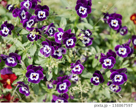 ビオラ 紫の花 春 花壇 接写 マクロ 植物 ガーデニング 自然 日本の春 背景素材 138867597