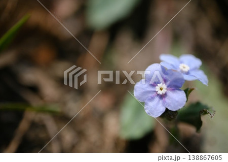 ヤマルリソウの青紫の花を捉えたマクロ写真 ヤマルリソウの青紫の花を捉えたマクロ写真 138867605