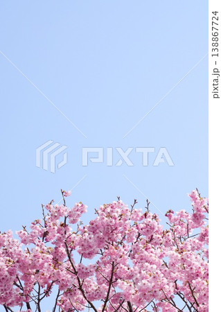 青空に映えるピンク色の河津桜 青空に映えるピンク色の河津桜 138867724