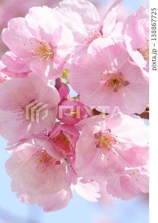 青空に映える美しい河津桜 138867725
