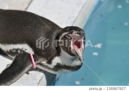 大きく口を開けるフンボルトペンギン　 138867927