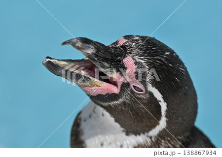 大きく口を開けるフンボルトペンギン　 138867934