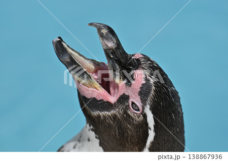 大きく口を開けるフンボルトペンギン　 138867936