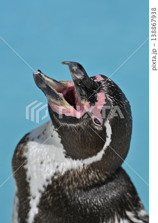 大きく口を開けるフンボルトペンギン　 138867938