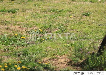 草原に降りたカワラヒワ 草原に降りたカワラヒワ 138867953