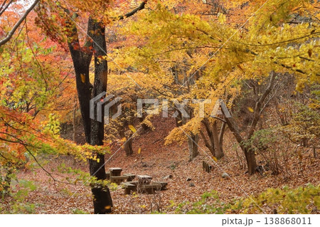 絵本の世界の様な紅葉の風景 絵本の世界の様な紅葉の風景 138868011