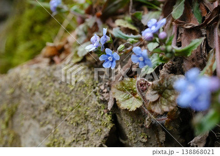 苔むした岩の上に咲くヤマルリソウのマクロ写真 138868021