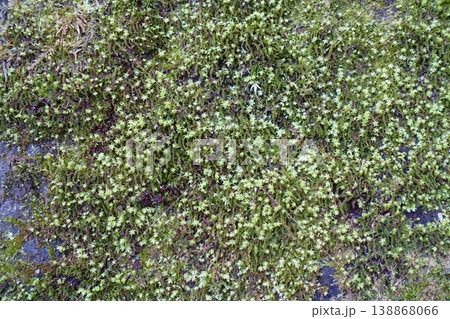 苔の生えた岩の壁 苔の生えた岩の壁 138868066