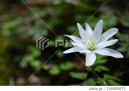 キクザキイチゲ(菊咲一華)の白い花のマクロ写真 キクザキイチゲ(菊咲一華)の白い花のマクロ写真 138868075