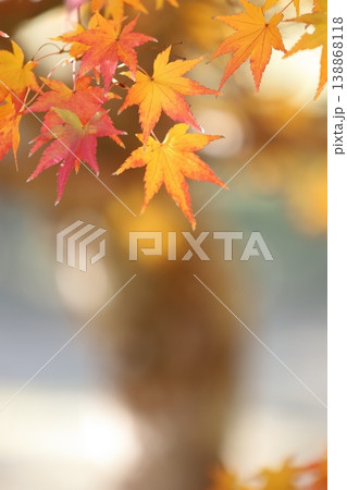 美しい紅葉 美しい紅葉 138868118