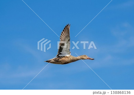 ハシビロガモの飛翔 ハシビロガモの飛翔 138868136