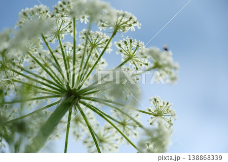 青空に広がるセリ科の花序（夏の花）を見上げた構図 138868339