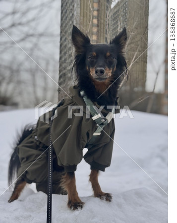 happy young Prague rat trap Ratlik, a Lieben chamois in a spring jumpsuit on a walk with her owner happy young Prague rat trap Ratlik, a Lieben chamois in a spring jumpsuit on a walk with her owner 138868687
