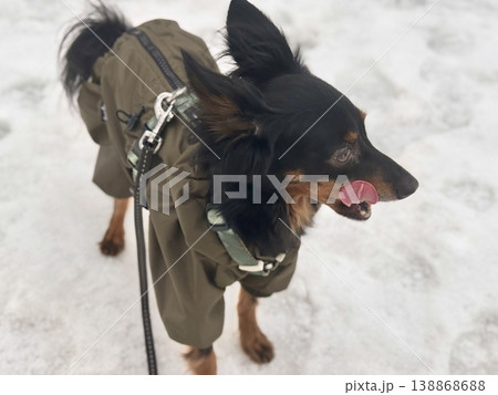 happy young Prague rat trap Ratlik, a Lieben chamois in a spring jumpsuit on a walk with her owner happy young Prague rat trap Ratlik, a Lieben chamois in a spring jumpsuit on a walk with her owner 138868688