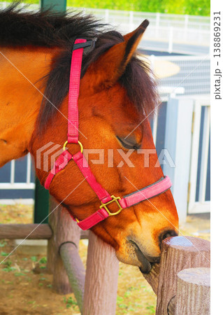 中山競馬場のメスの木曽馬ナースのかわいい姿 138869231