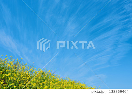 菜の花と青い空 菜の花と青い空 138869464