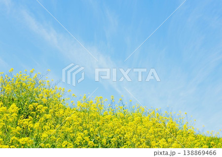 菜の花と青い空 138869466