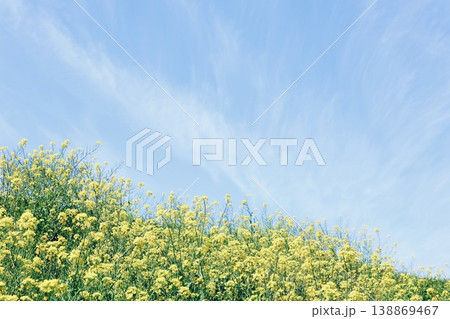 菜の花と青い空 菜の花と青い空 138869467